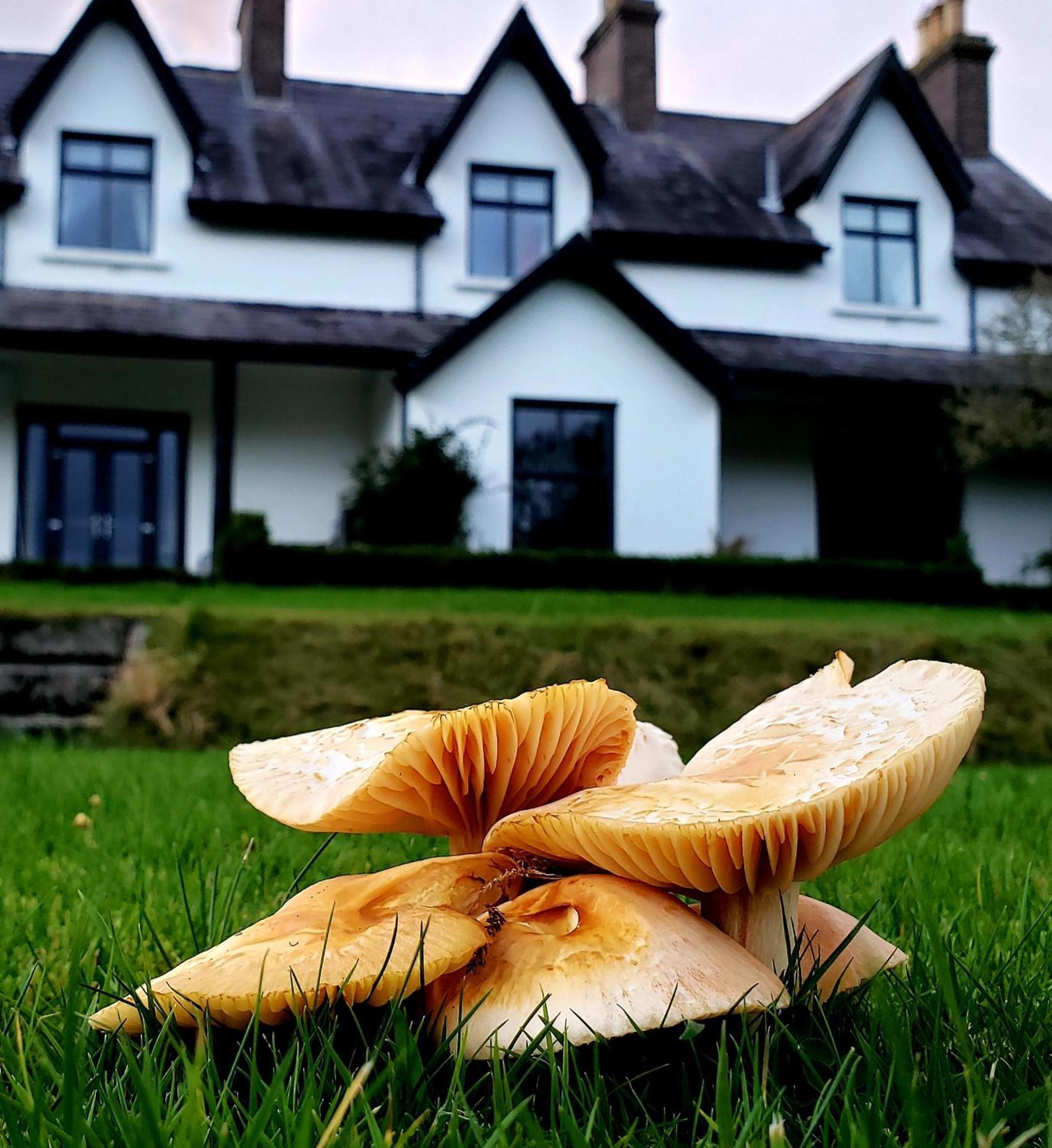 Bryansford Cottage Exterior photo